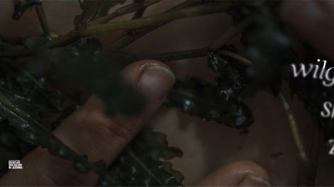 „Pod wilgotną skórą ziemi” – wystawa Kolektywu Chwaściarnia