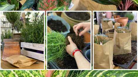 Planting, czyli darmowe warsztaty z uprawy roślin doniczkowych z Rozkwitnie