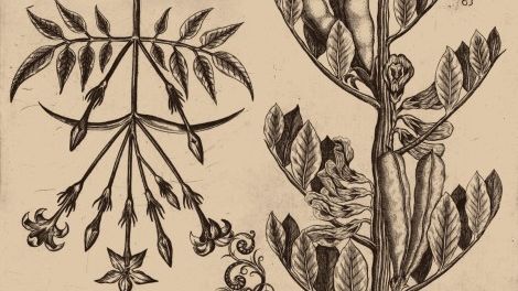 III Festiwal Graficzny • Ryciny botaniczne • Warsztaty z suchej igły