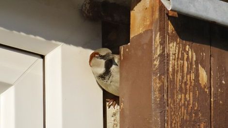 Nasi skrzydlaci przyjaciele, czyli ptaki gniazdujące w budynkach